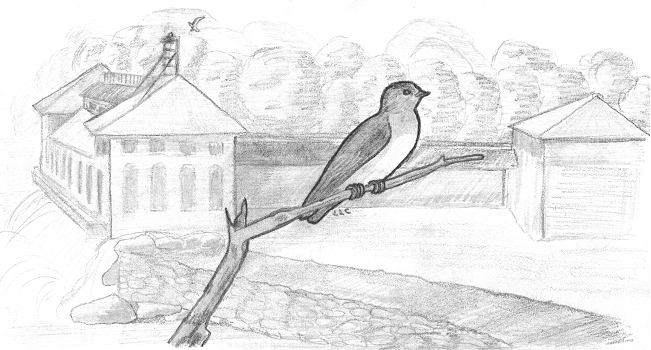 Birds of Conewago Falls in the Lower Susquehanna River Watershed: Northern Rough-winged Swallow