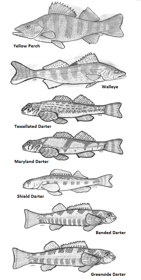 Darters and perches are among the fish species of the Lower Susquehanna River Watershed.