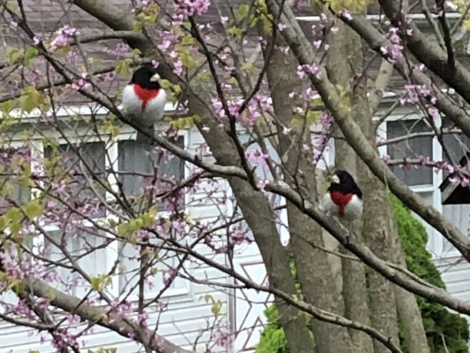Birds of Conewago Falls in the Lower Susquehanna River Watershed: male Rose-breasted Grosbeaks