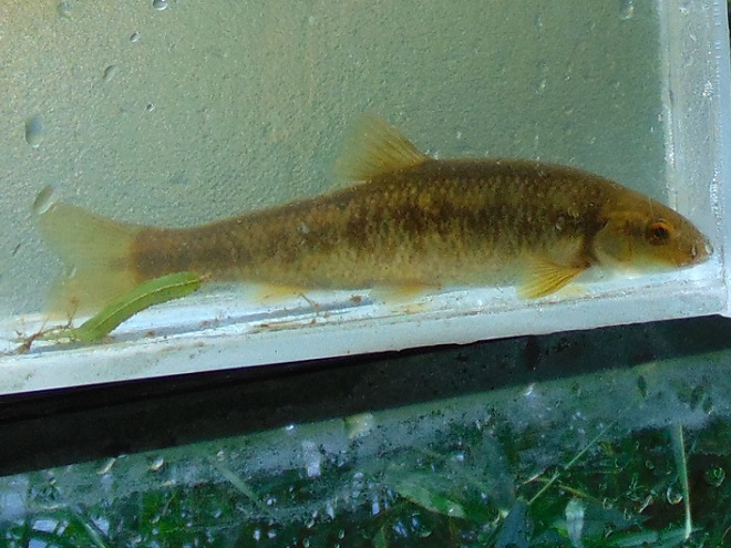 Fishes of the Lower Susquehanna River Watershed: Central Stoneroller