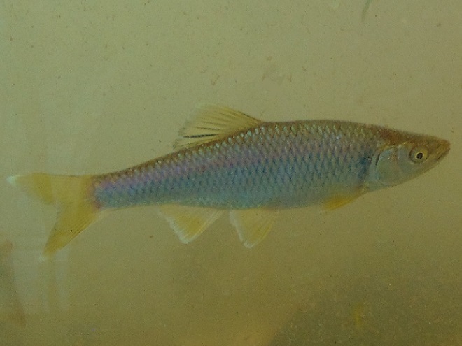 Fishes of the Lower Susquehanna River Watershed: Spotfin? Shiner