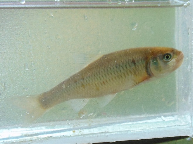 Fishes of the Lower Susquehanna River Watershed: Common Shiner