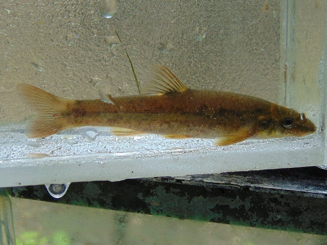Fishes of the Lower Susquehanna River Watershed: Longnose Dace