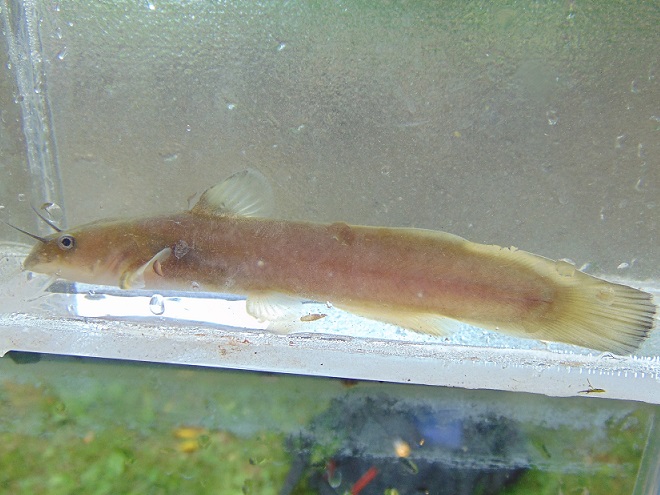 Fishes of the Lower Susquehanna River Watershed: Margined Madtom