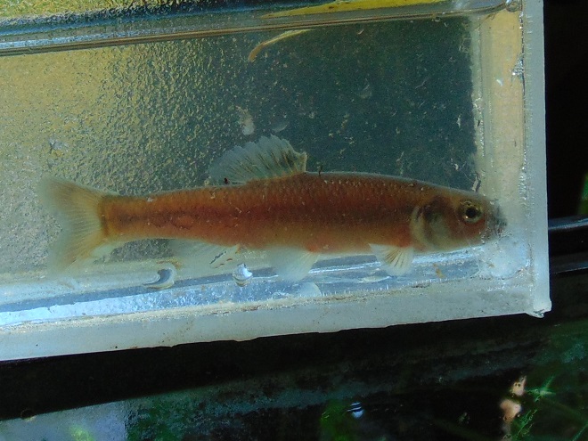 Fishes of the Lower Susquehanna River Watershed: breeding male Bluntnose Minnow