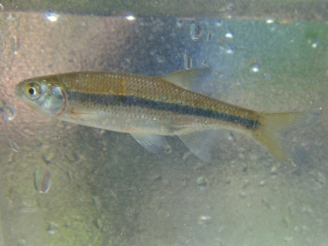 Fishes of the Lower Susquehanna River Watershed: juvenile Golden Shiner
