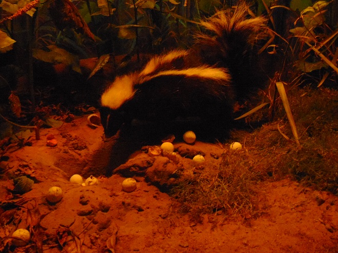 Mammals of the Lower Susquehanna River Watershed: Striped Skunk