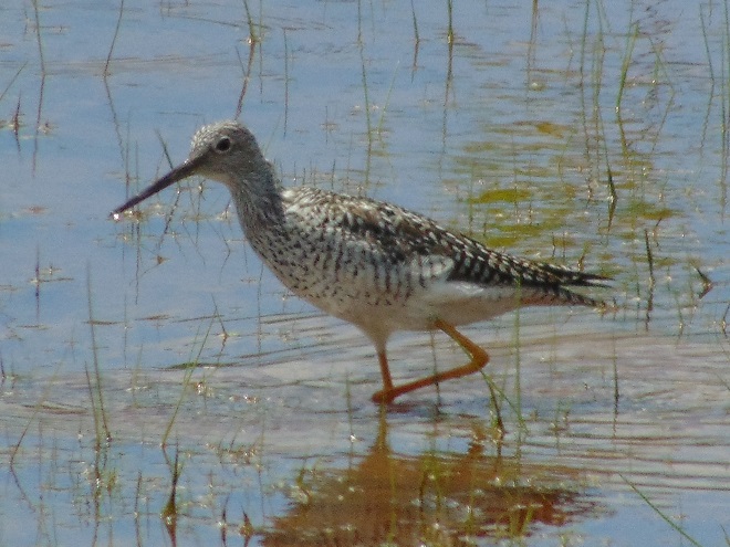 Birds of Conewago Falls in the Lower Susquehanna River Watershed: Greater Yellowlegs