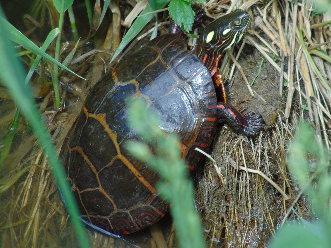 Turtles: Reptiles of the Lower Susquehanna River Watershed: Painted Turtle