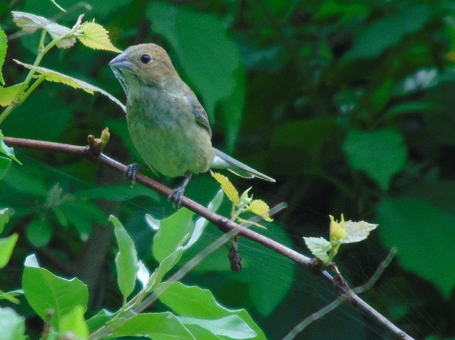 Birds of Conewago Falls in the Lower Susquehanna River Watershed: female Indigo Bunting