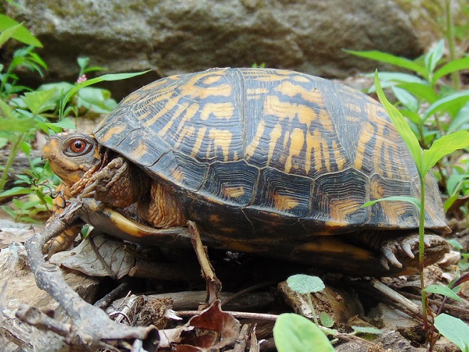 Turtles: Reptiles of the Lower Susquehanna River Watershed: Eastern Box Turtle