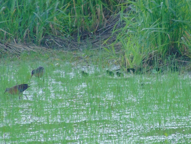 Birds of Conewago Falls in the Lower Susquehanna River Watershed: Virginia Rails with young