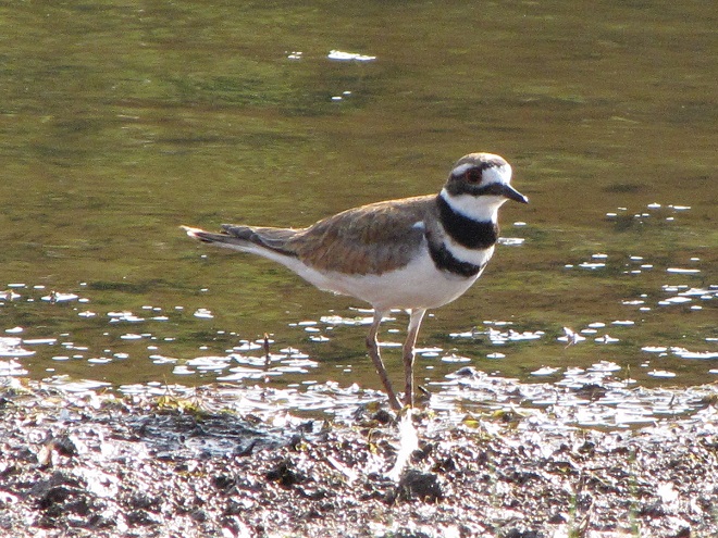 Birds of Conewago Falls in the Lower Susquehanna River Watershed: Killdeer