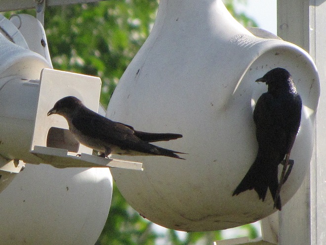 Birds of Conewago Falls in the Lower Susquehanna River Watershed: Purple Martins