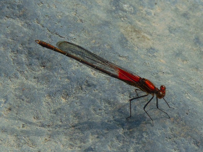 Damselflies and Dragonflies of the Lower Susquehanna River Watershed: American Rubyspot