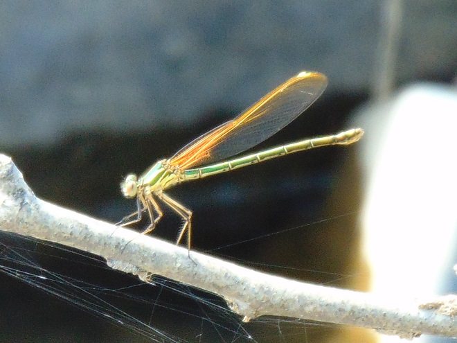 Damselflies and Dragonflies of the Lower Susquehanna River Watershed: American Rubyspot