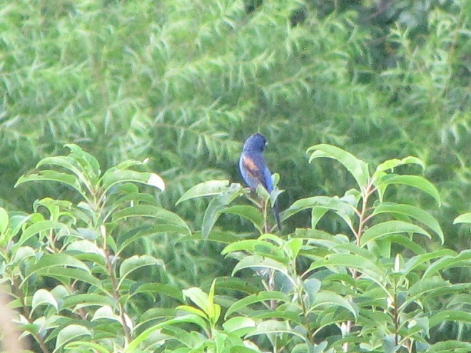 Birds of Conewago Falls in the Lower Susquehanna River Watershed: adult male Blue Grosbeak