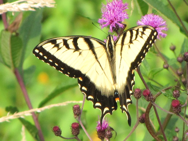 Butterflies of the Lower Susquehanna River Watershed: male Eastern Tiger Swallowtail