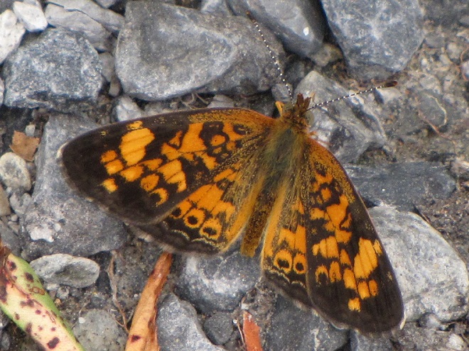 Butterflies of the Lower Susquehanna River Watershed: Pearl Crescent