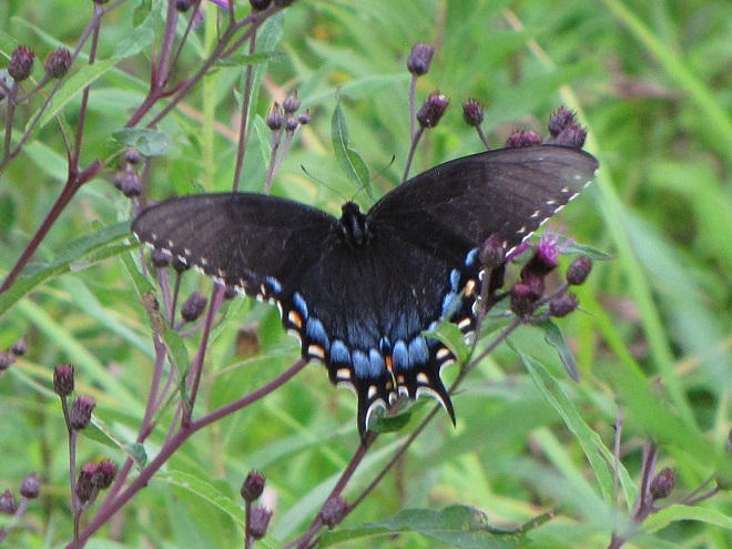 Butterflies of the Lower Susquehanna River Watershed: female Eastern Tiger Swallowtail, black morph
