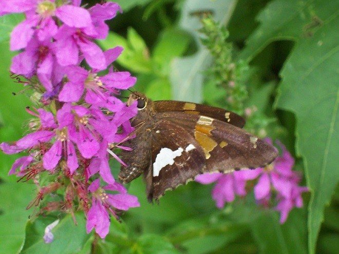 Butterflies of the Lower Susquehanna River Watershed: Silver-spotted Skipper