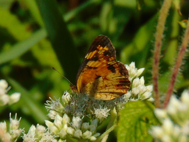 Butterflies of the Lower Susquehanna River Watershed: Pearl Crescent