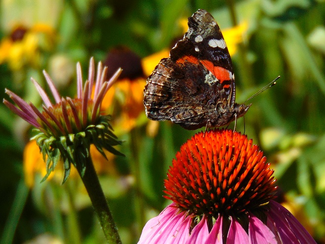 Butterflies of the Lower Susquehanna River Watershed: Red Admiral