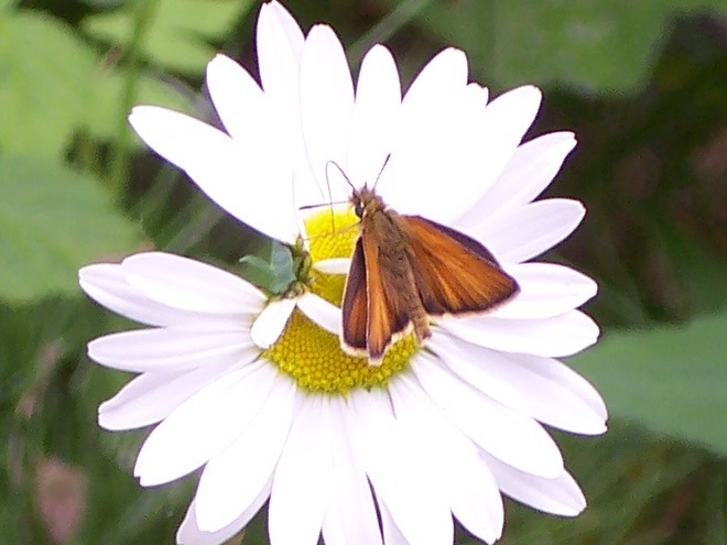 Butterflies of the Lower Susquehanna River Watershed: European Skipper