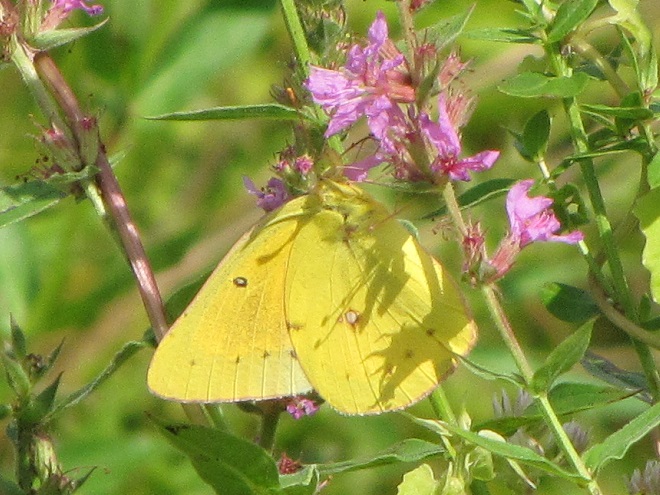 Butterflies of the Lower Susquehanna River Watershed: Orange Sulphur