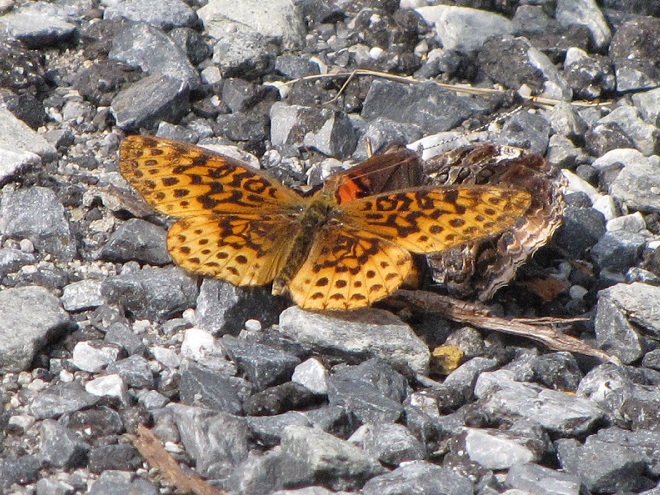 Butterflies of the Lower Susquehanna River Watershed: Meadow Fritillary