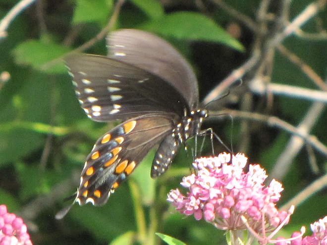 Butterflies of the Lower Susquehanna River Watershed: female Spicebush Swallowtail