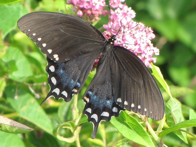 Butterflies of the Lower Susquehanna River Watershed: female Spicebush Swallowtail