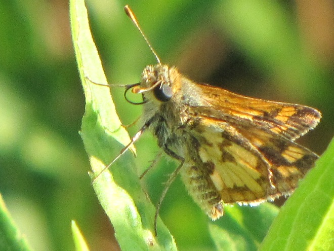 Butterflies of the Lower Susquehanna River Watershed: Peck's Skipper