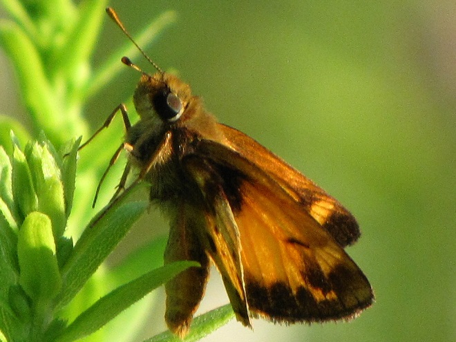 Butterflies of the Lower Susquehanna River Watershed: Peck's Skipper