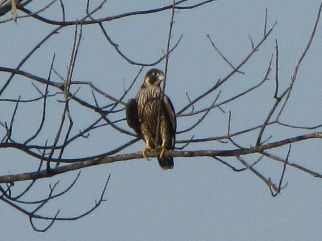 Birds of Conewago Falls in the Lower Susquehanna River Watershed: Peregrine Falcon