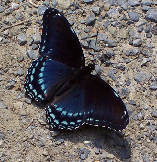 Butterflies of the Lower Susquehanna River Watershed: Red-spotted Purple