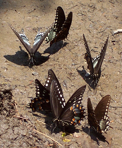 Butterflies of the Lower Susquehanna River Watershed: Spicebush Swallowtails