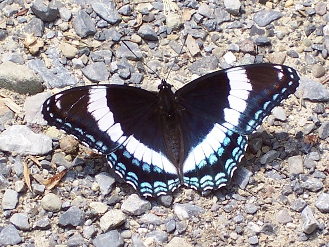 Butterflies of the Lower Susquehanna River Watershed: White Admiral