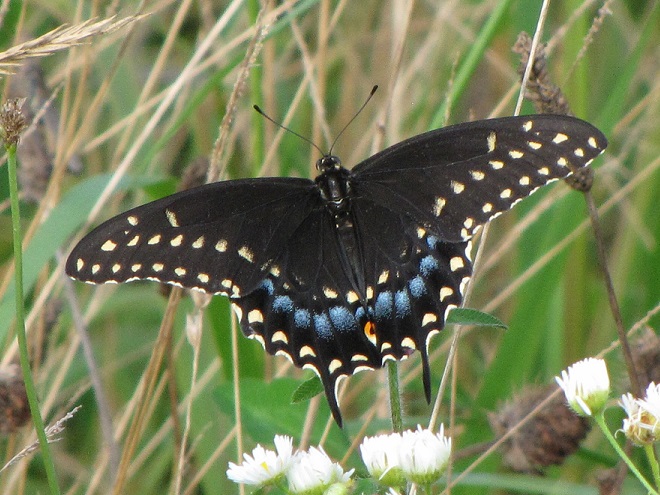 Butterflies of the Lower Susquehanna River Watershed: Black Swallowtail