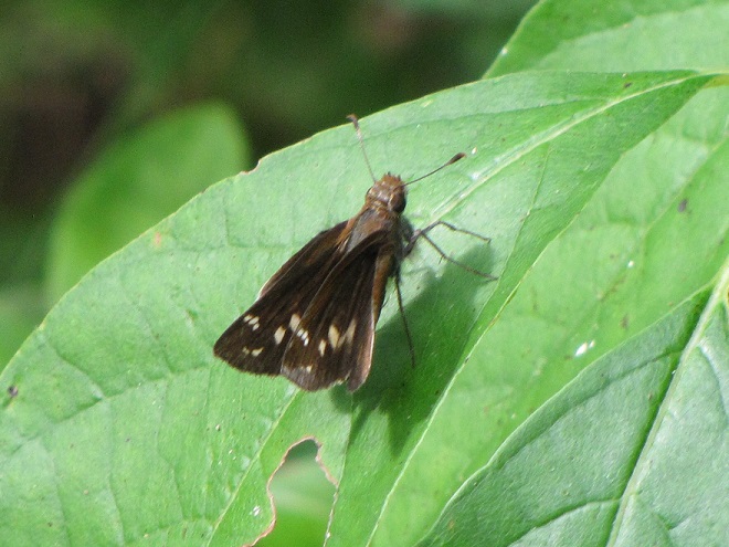 Butterflies of the Lower Susquehanna River Watershed: female Zabulon Skipper