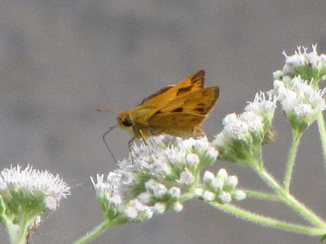 Butterflies of the Lower Susquehanna River Watershed: Fiery Skipper
