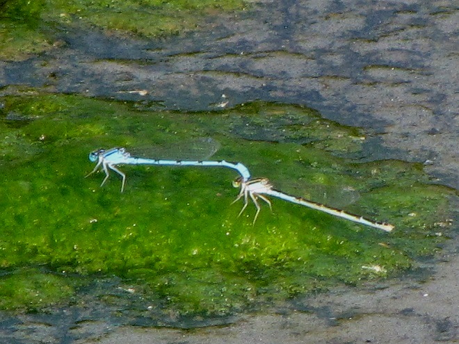 Damselflies and Dragonflies of the Lower Susquehanna River Watershed: Familiar Bluets