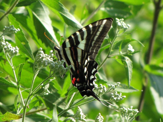 Butterflies of the Lower Susquehanna River Watershed: Zebra Swallowtail