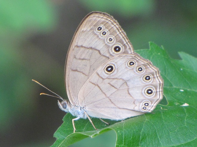 Butterflies of the Lower Susquehanna River Watershed: Appalachian Brown