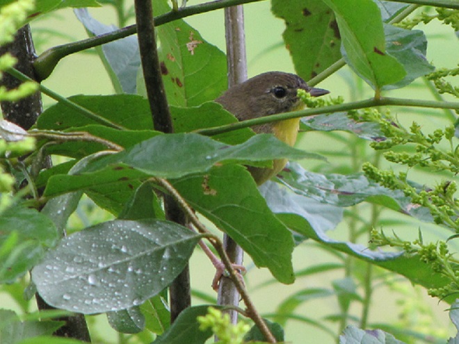Birds of Conewago Falls in the Lower Susquehanna River Watershed: Common Yellowthroat