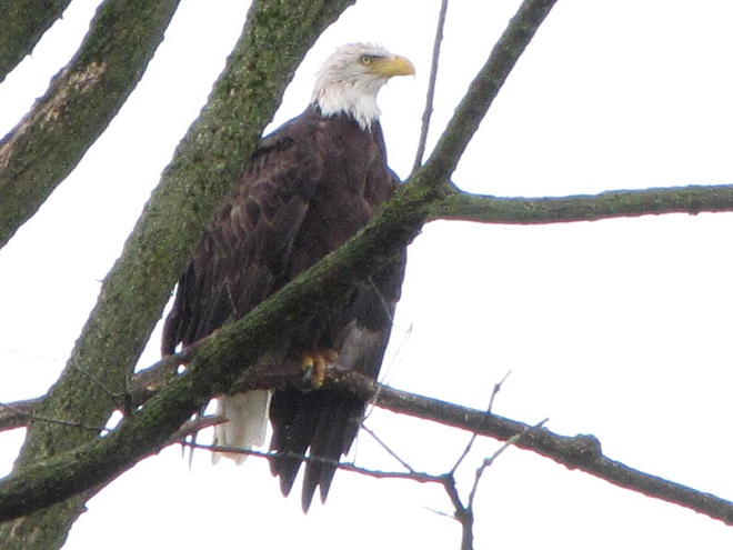 Birds of Conewago Falls in the Lower Susquehanna River Watershed: Bald Eagle