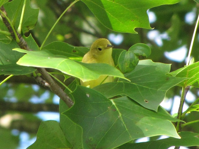 Birds of Conewago Falls in the Lower Susquehanna River Watershed: Yellow Warbler