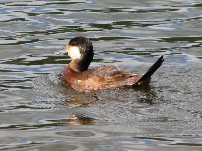 Birds/Waterfowl of Conewago Falls in the Lower Susquehanna River Watershed: Ruddy Duck