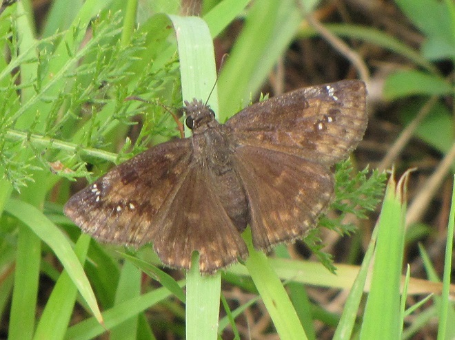 Butterflies of the Lower Susquehanna River Watershed: Wild Indigo Duskywing