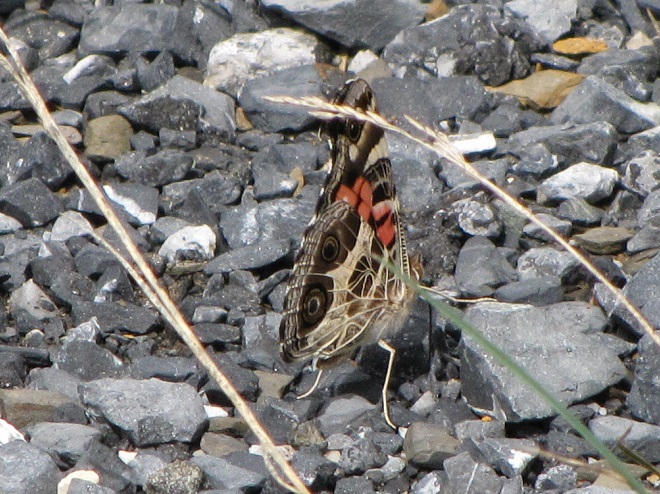 Butterflies of the Lower Susquehanna River Watershed: American Lady